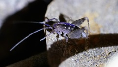 Pristoceuthophilus pacificus