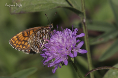 Melitaea aurelia