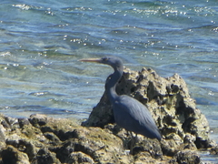Egretta sacra
