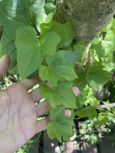 Dioscorea sinuata (Dioscorea sinuata)