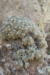 Helichrysum gossypinum, photograph (c) fmunoz, some rights reserved (CC BY)