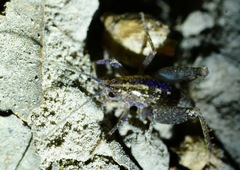 Pristoceuthophilus pacificus