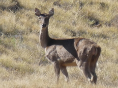 Rusa timorensis