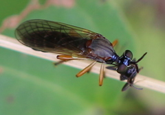 Dioctria