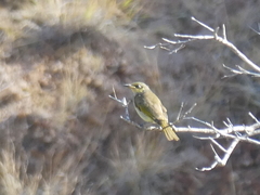 Lichmera indistincta limbata