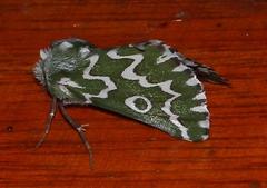 Drepanogynis bifasciata