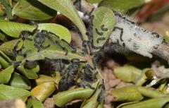 Bombycomorpha bifascia