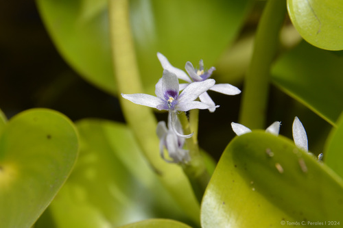 Multi-Flowered Mud-Plantain (Heteranthera multiflora)