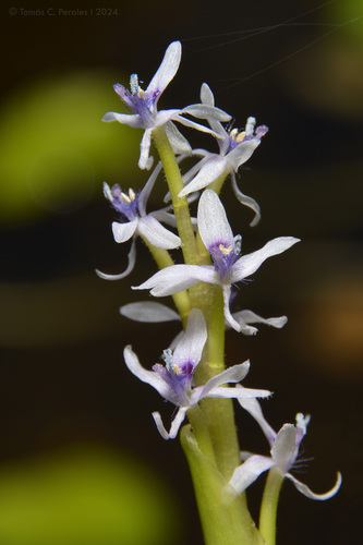 bouquet mudplantain (Heteranthera multiflora)