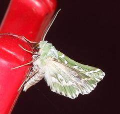 Drepanogynis bifasciata