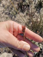 Willdenowia incurvata