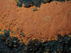 Hypoxylon crocopeplum