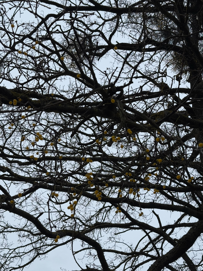 Foto de Erva-de-passarinho