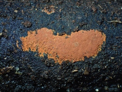 Hypoxylon crocopeplum