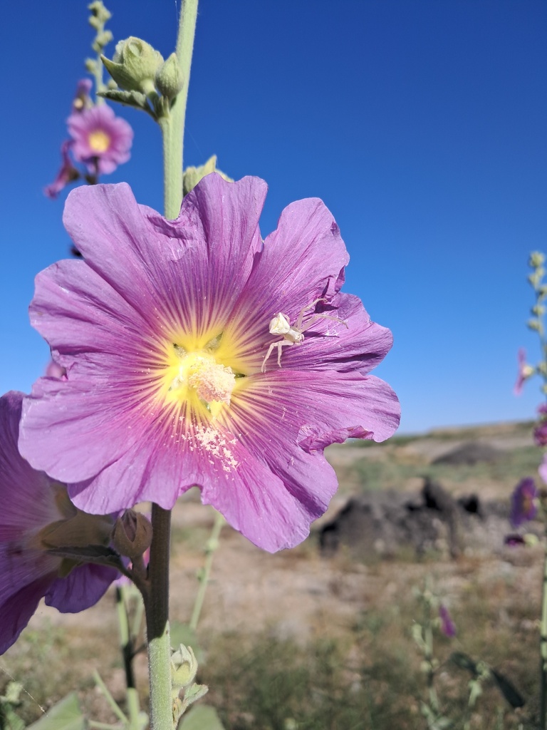 Alcea rhyticarpa