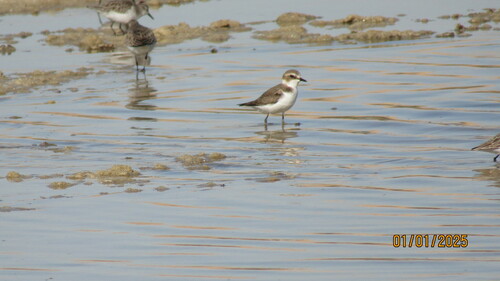 Kentish Plover