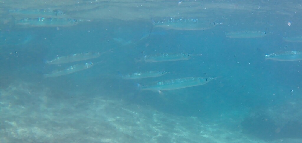 Lutke's halfbeak
