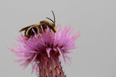 Macropis europaea