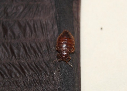Bat bug