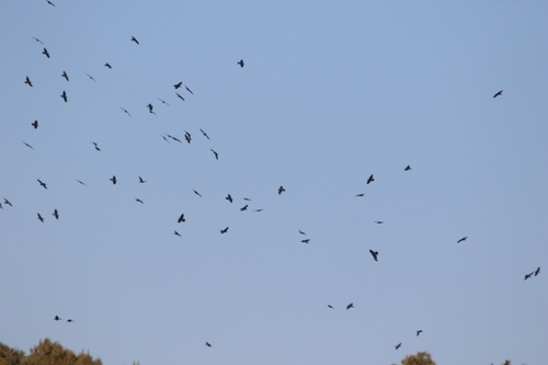 Common Raven