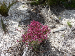 Erica rhopalantha