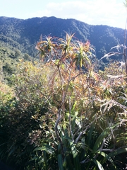 Dracophyllum traversii