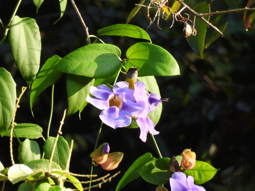 Foto de Tumbérgia-azul
