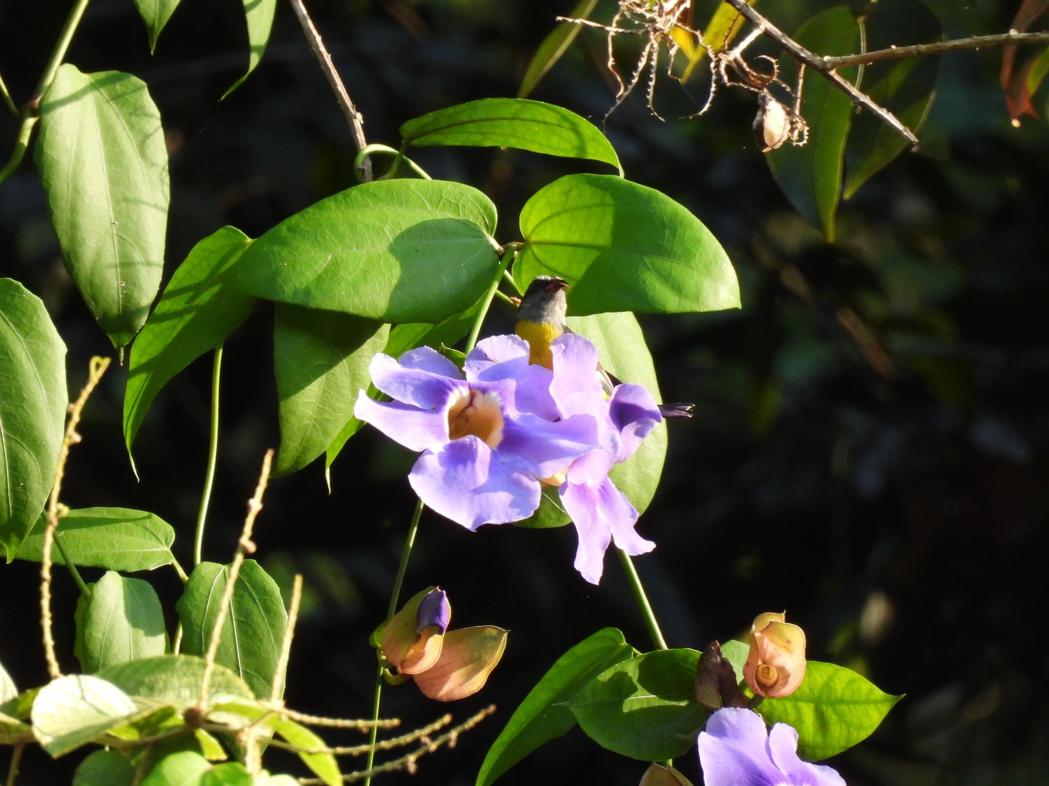 Imagem de Tumbérgia-azul