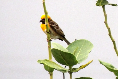 Ploceus philippinus