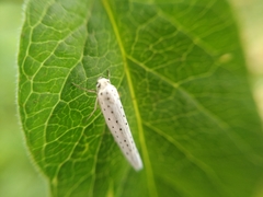 Yponomeuta evonymella