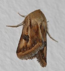 Heliothis scutuligera