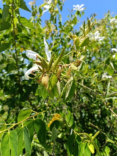 Image of Bauhinia forficata by (c) Clara (Clari), some rights reserved (CC BY-SA)