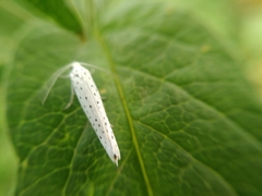 Yponomeuta evonymella