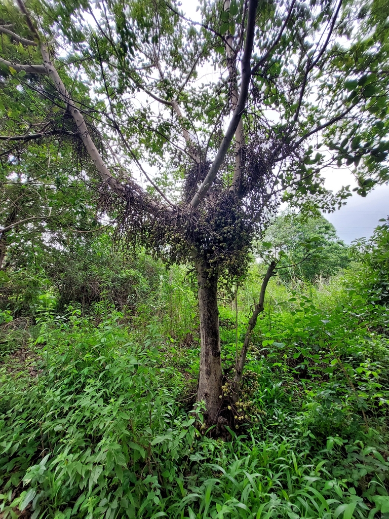 Foto de Gameleira