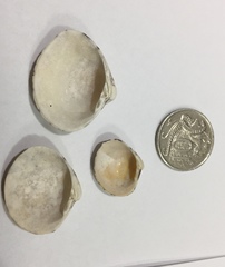 Lioconcha castrensis