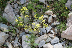 Biscutella brevicaulis