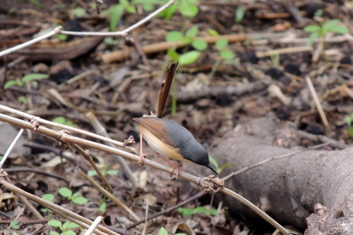 Prinia socialis