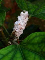 Pseudococcidae