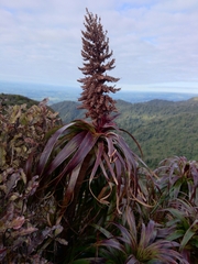 Dracophyllum traversii
