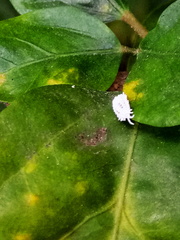 Pseudococcidae