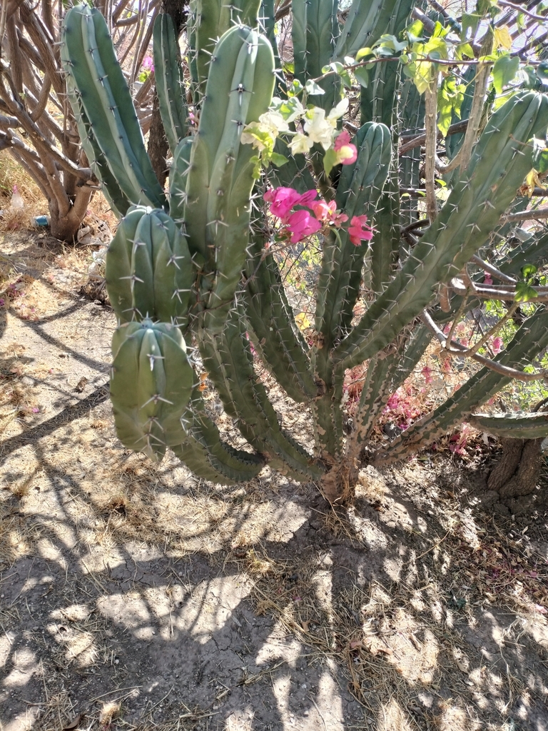 Foto de Candelabro mexicano