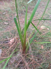 Xyris laxifolia iridifolia