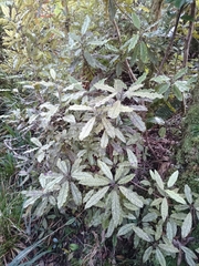 Quintinia serrata