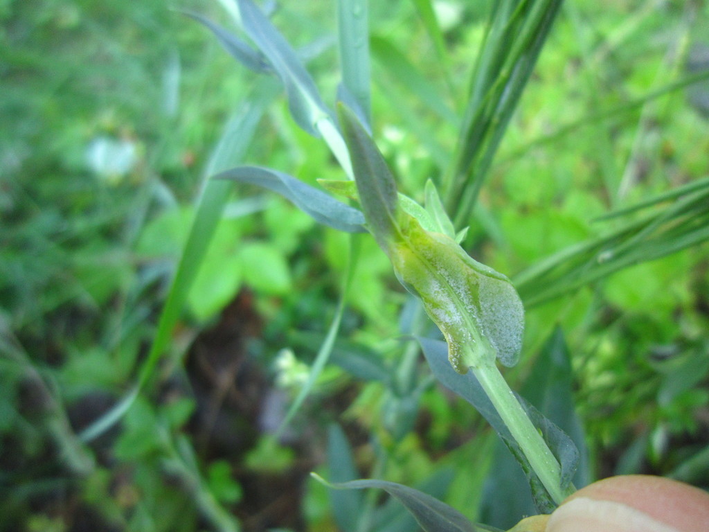 Hyaloperonospora arabidis-glabrae
