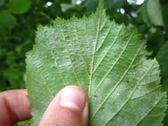 Phyllactinia guttata