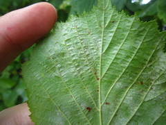 Phyllactinia guttata