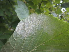 Phyllactinia guttata