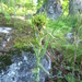 Tower Mustard Aphid - Photo (c) Juha Tuomola, some rights reserved (CC BY-NC), uploaded by Juha Tuomola