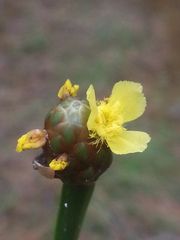 Xyris laxifolia iridifolia