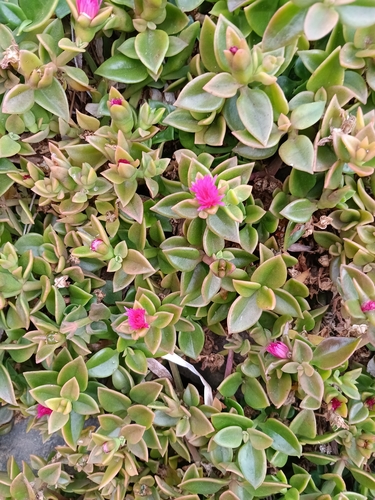 Foto de Aptenia ou Rosinha-de-sol